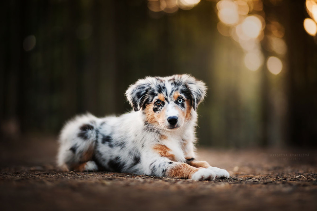 Minnie miniaturní americký ovčák ležící na cestě