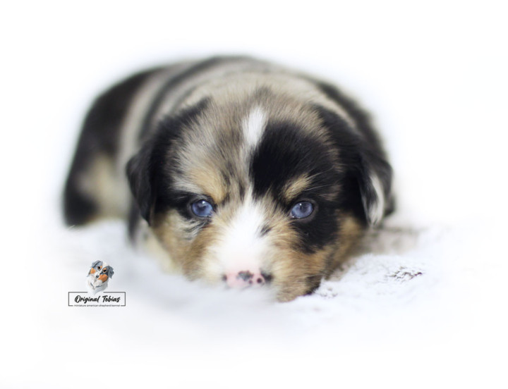 Adorable Wall-E