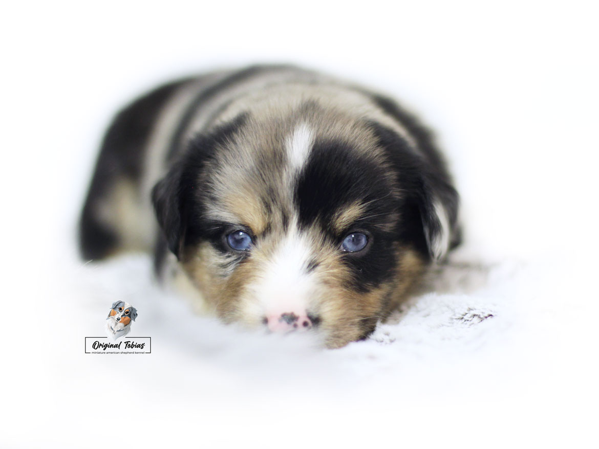 Adorable Wall-E