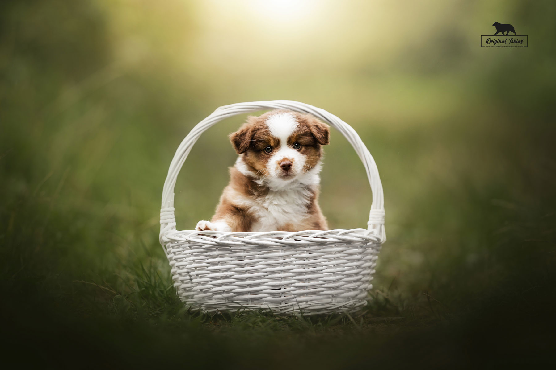 Cute Gadget