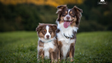 „Genetický panel čistý“ – důležitá informace nebo marketing?